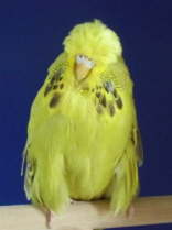 Bester Jungvogel GG
